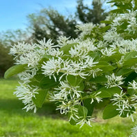Chinese Fringe Tree Flowering Tree