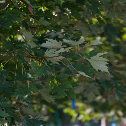 Celzam Celebration Maple