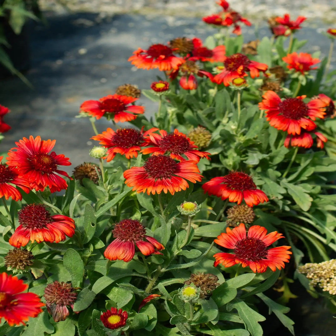 Gaillardia &