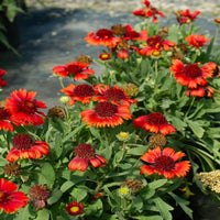 Gaillardia 'SpinTop Red' Blanket Flower