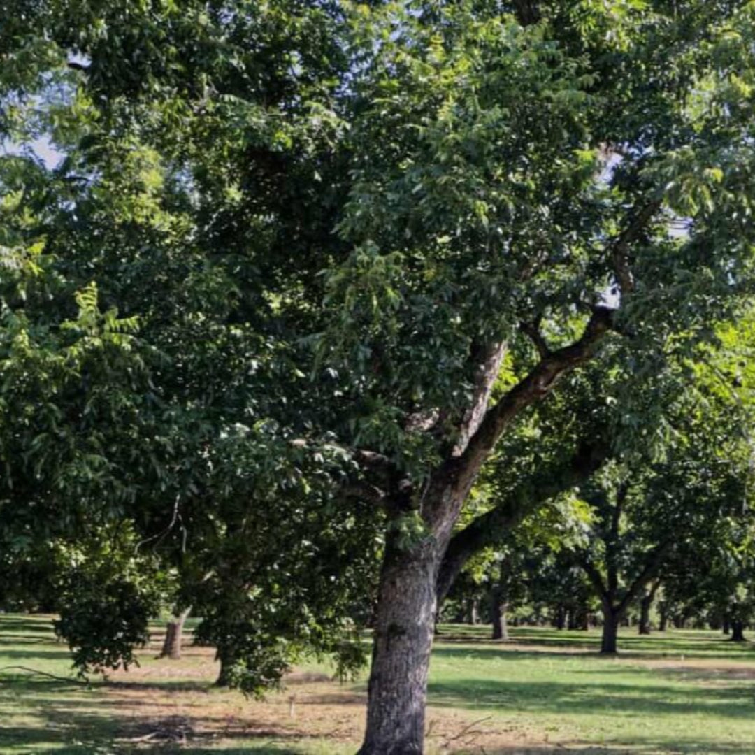 Creek Pecan Trees