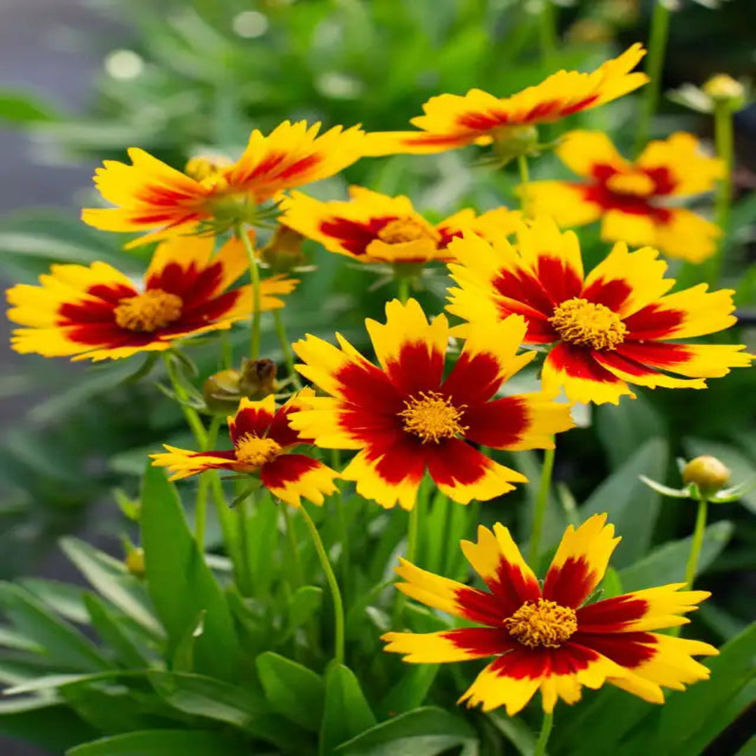 Coreopsis hybrida &
