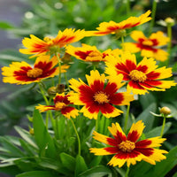 Coreopsis hybrida 'Uptick Red' - [EG]