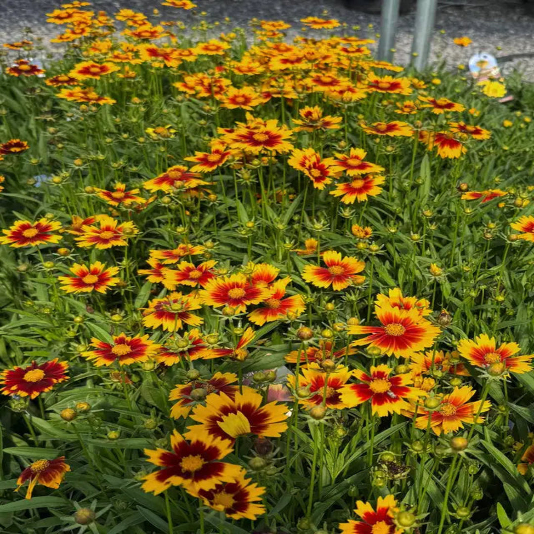 Coreopsis hybrida &