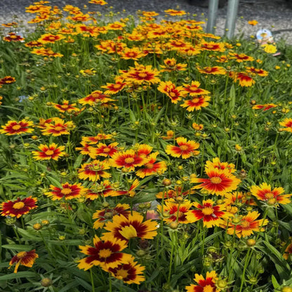 Coreopsis hybrida &