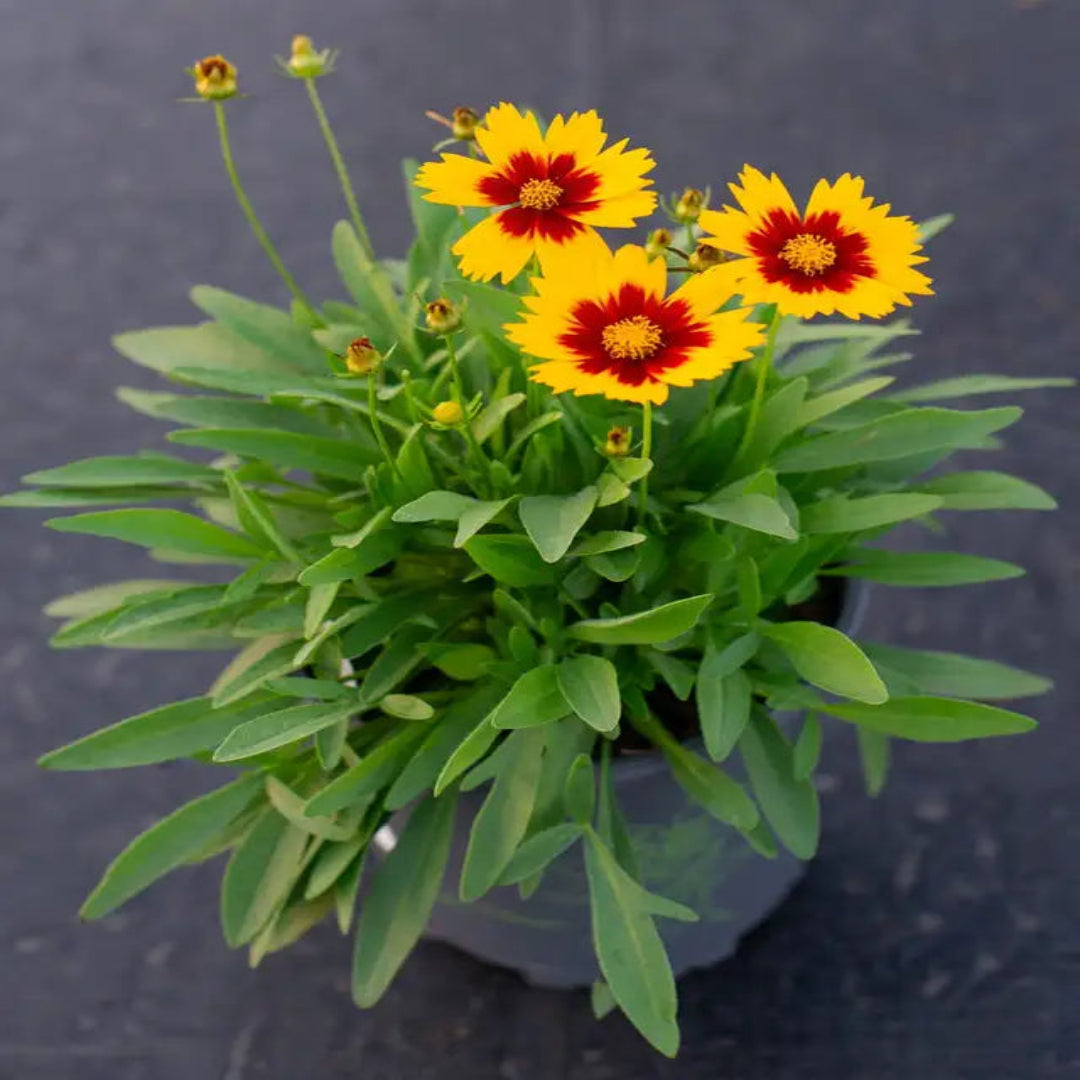 Coreopsis hybrida &