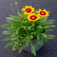 Coreopsis hybrida 'Uptick Red' - [EG]