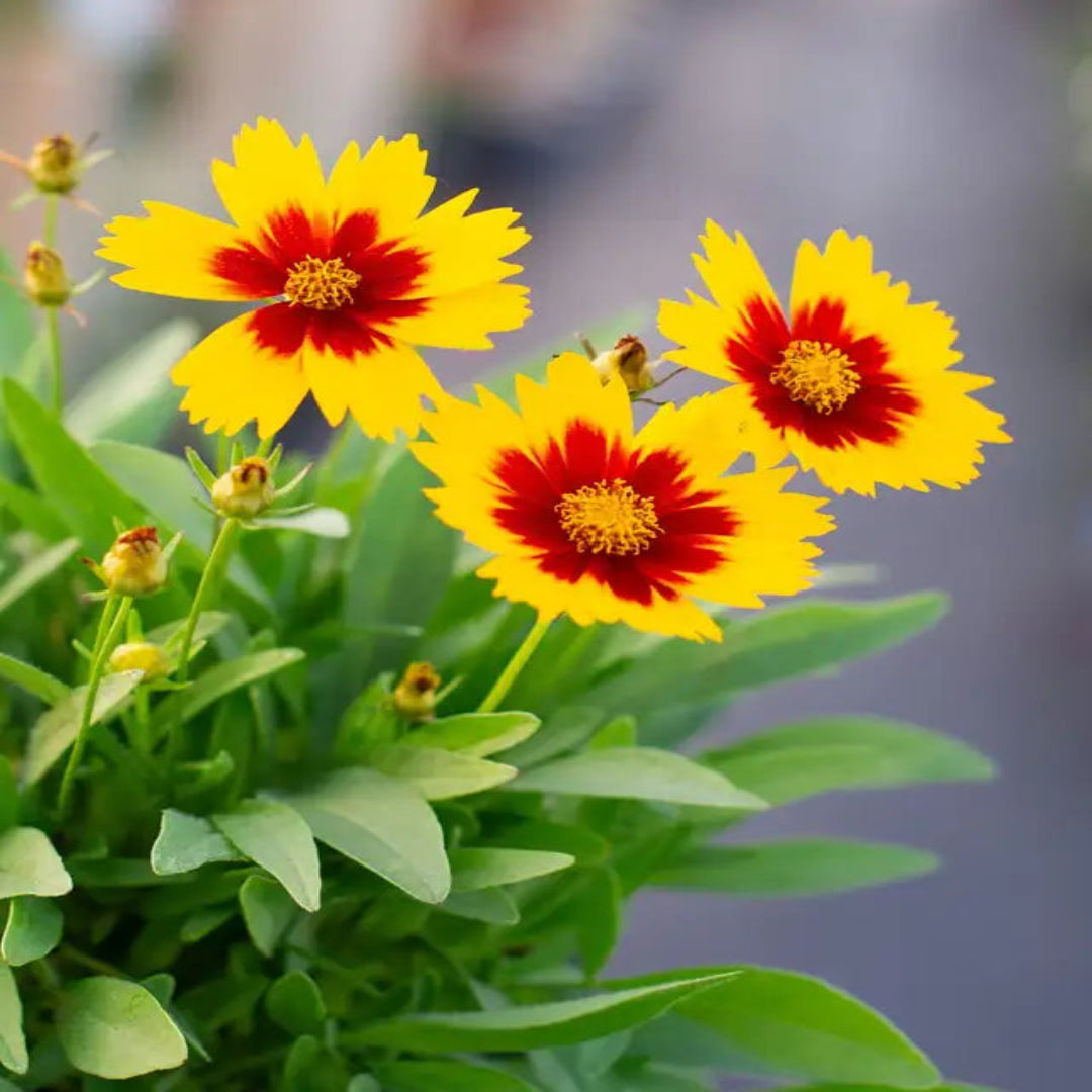 Coreopsis hybrida &