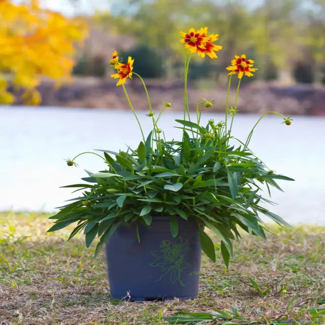 Coreopsis hybrida &