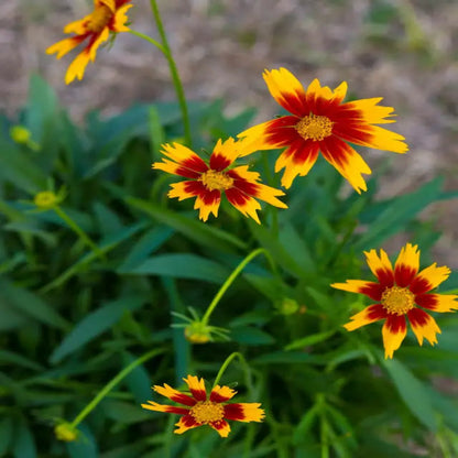 Coreopsis hybrida &