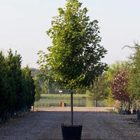 Celzam Celebration Maple