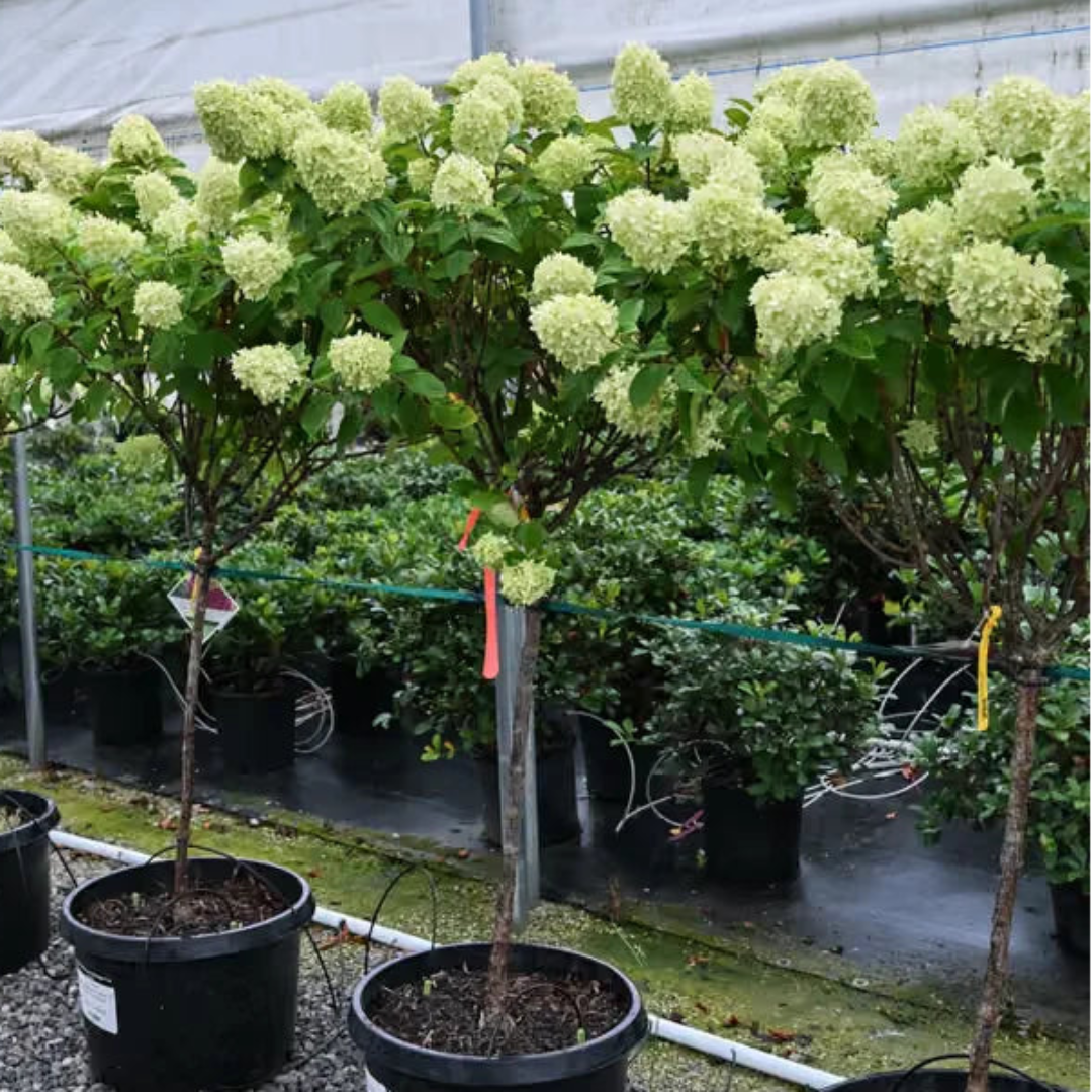 Limelight Tree Form Hydrangea - Ornamental Tree