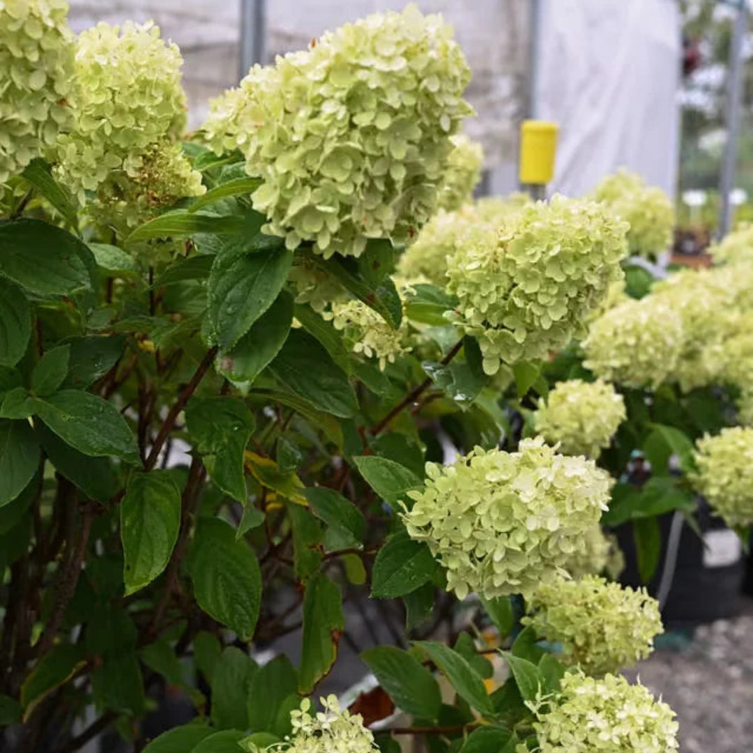 Limelight Tree Form Hydrangea - Ornamental Tree