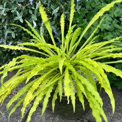 Hosta &