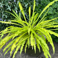 Hosta 'Party Streamers'
