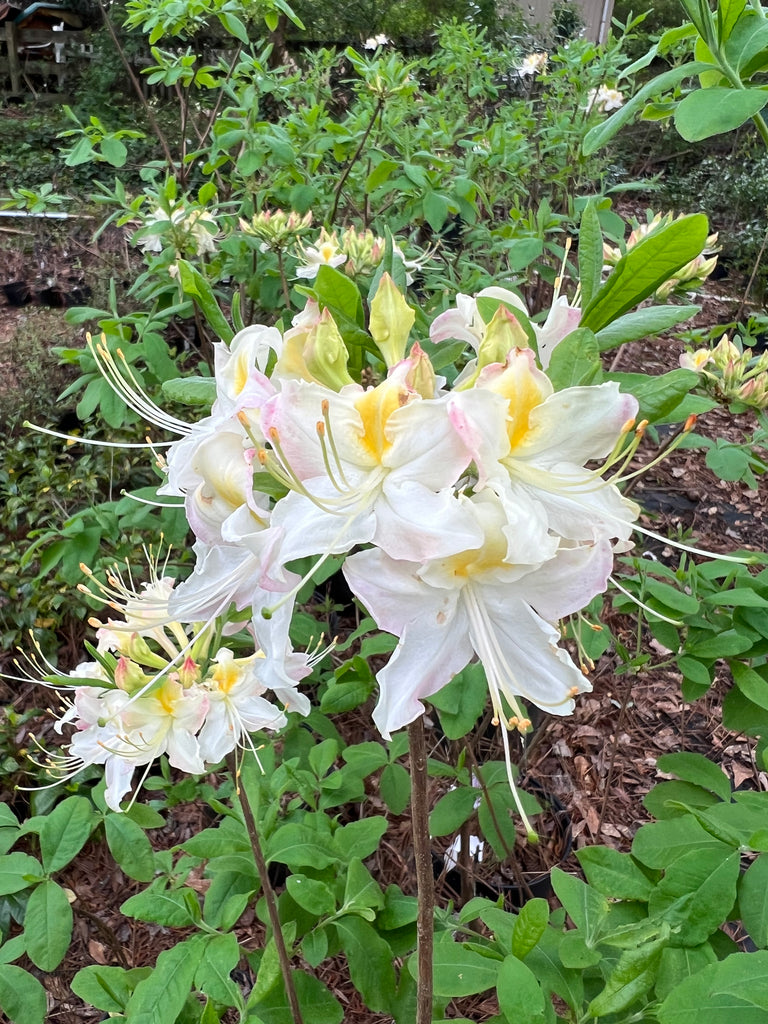 Darlin's Dream Azalea