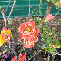 Chojuraku Flowering Quince