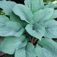 Hosta 'Blueberry Muffin'
