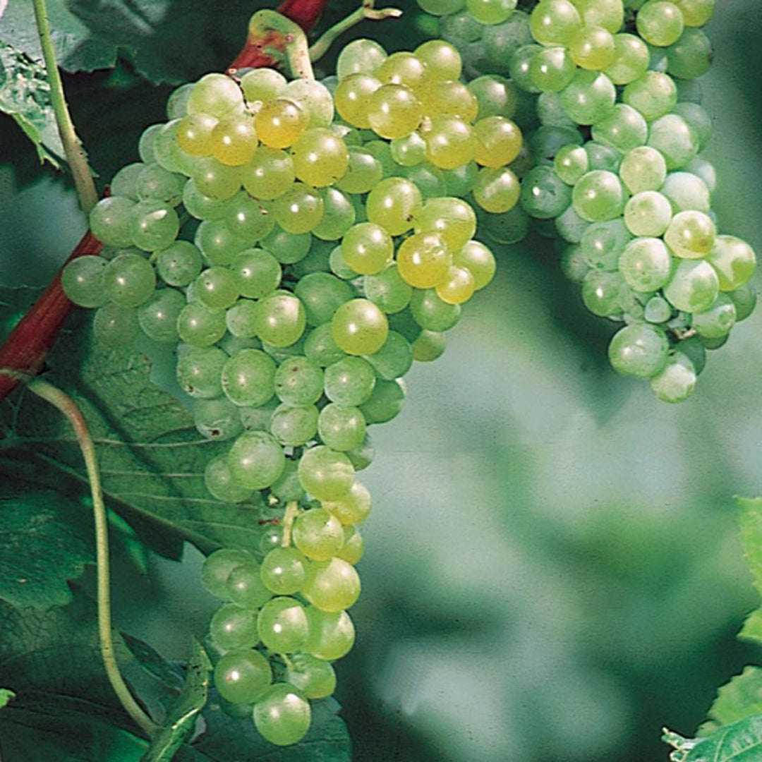 Interlaken Seedless Green Table Grape Vine