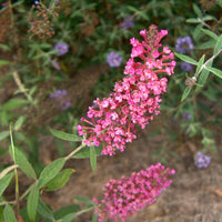 Summer Beauty' Butterfly Bush