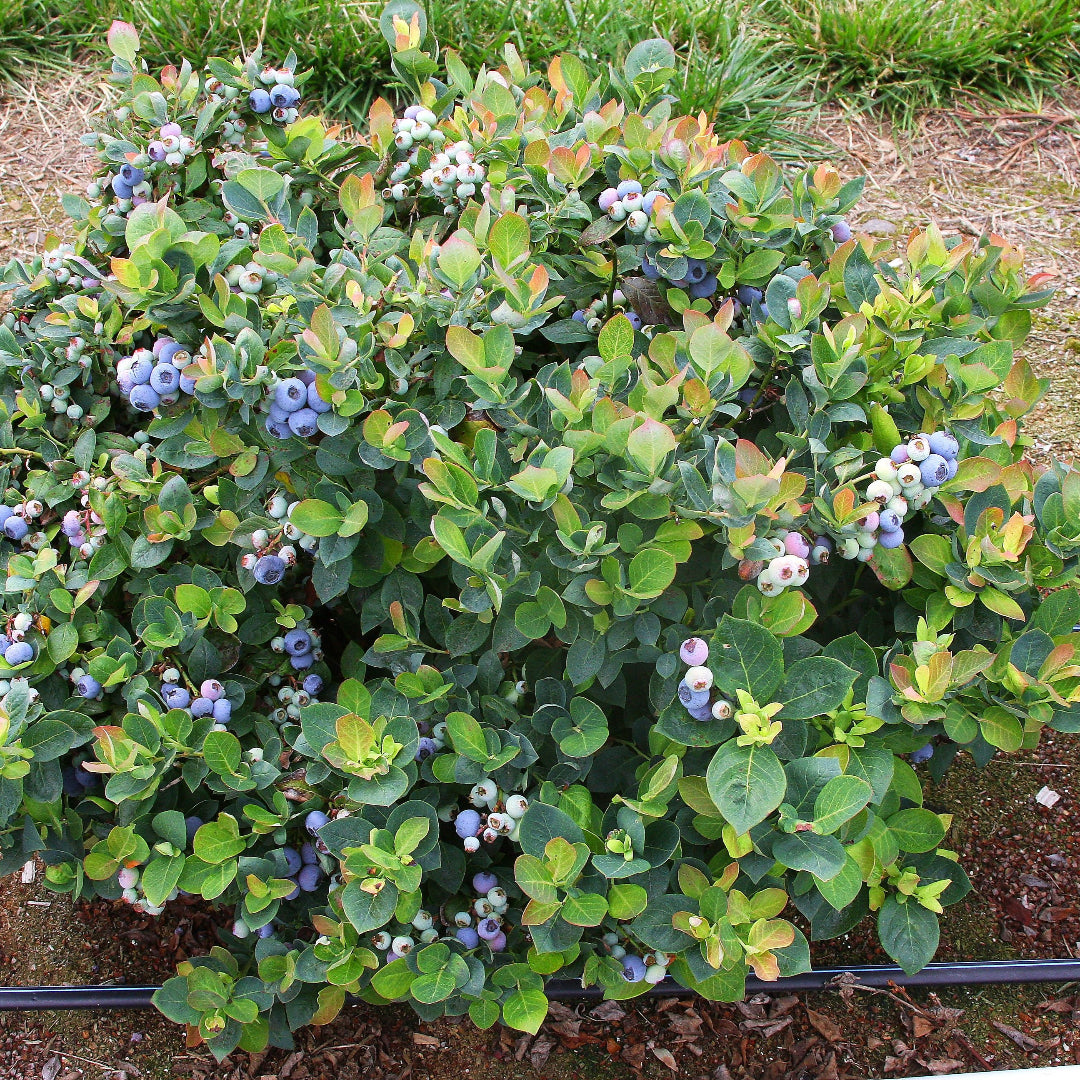 Bonita Blueberry Bush
