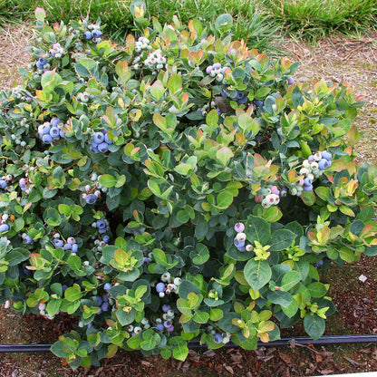 Delite Blueberry Bush