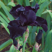 Iris Germanica Before The Storm Bearded German Iris
