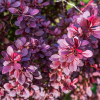 Barberry 'Helmond Pillar'