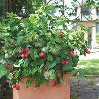 Raspberry Shortcake