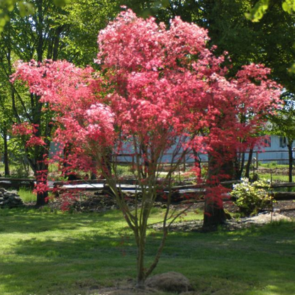 Chishio Improved Japanese Maple