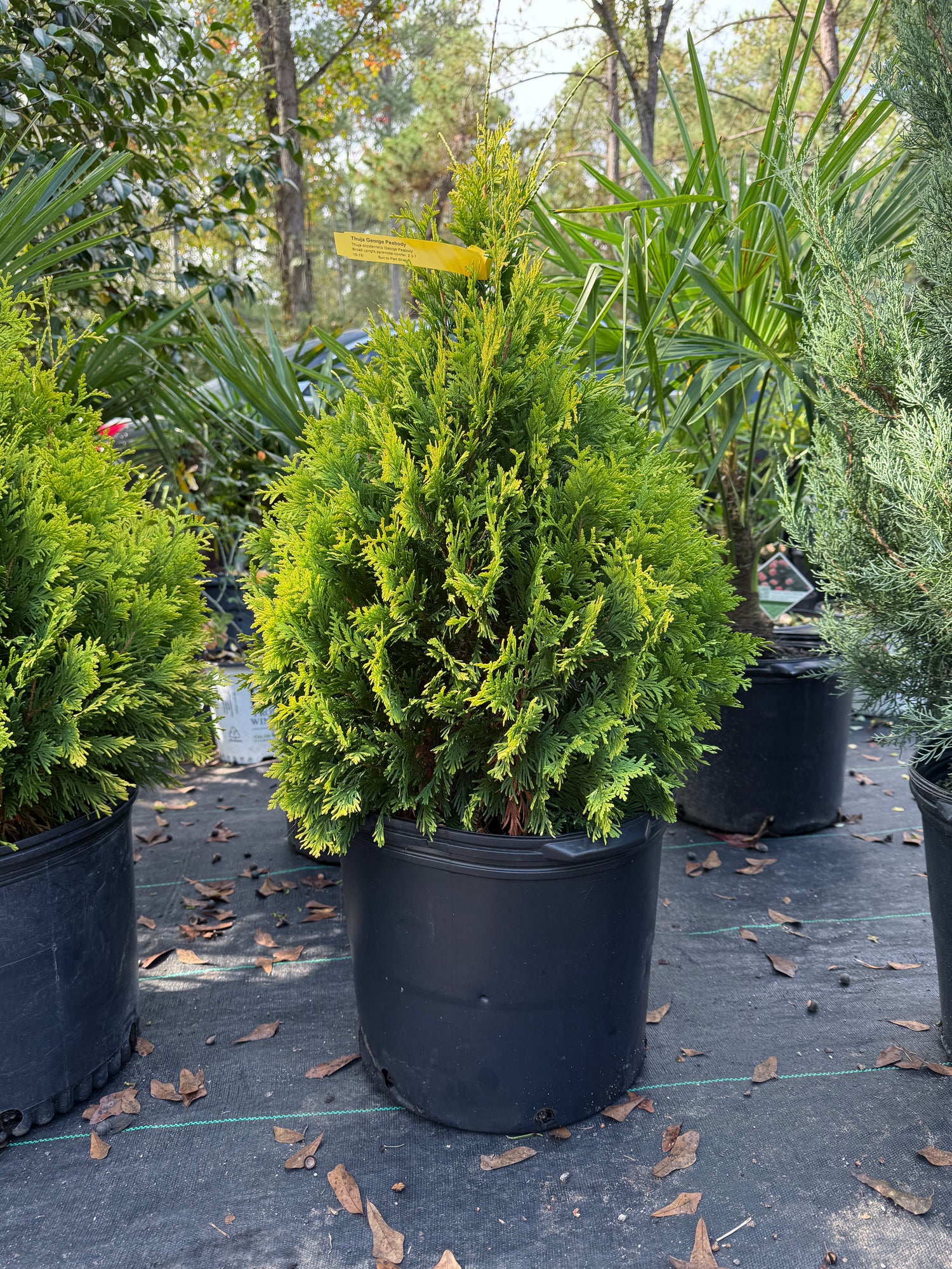 George Peabody Arborvitae
