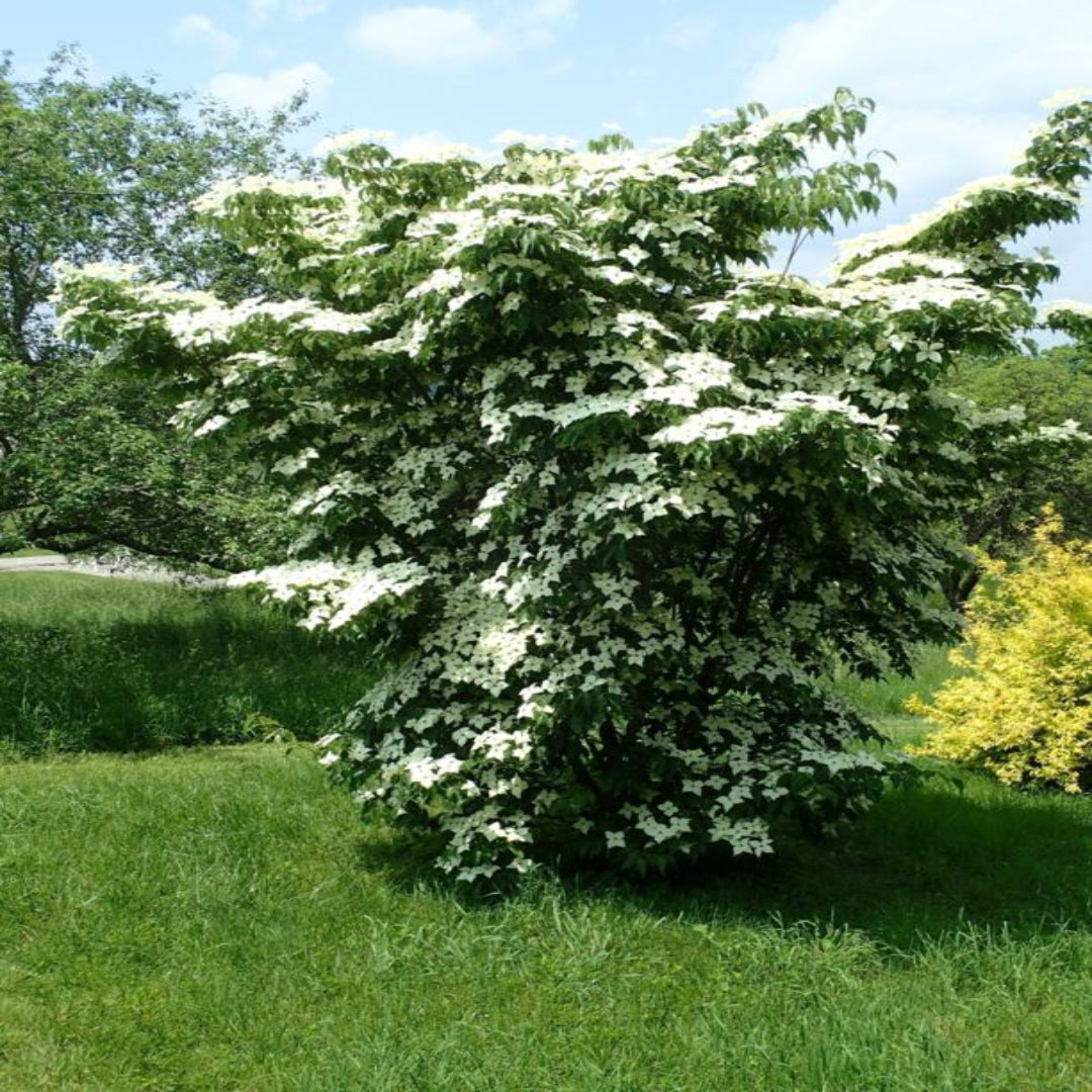 Greensleeves Kousa Dogwood Tree