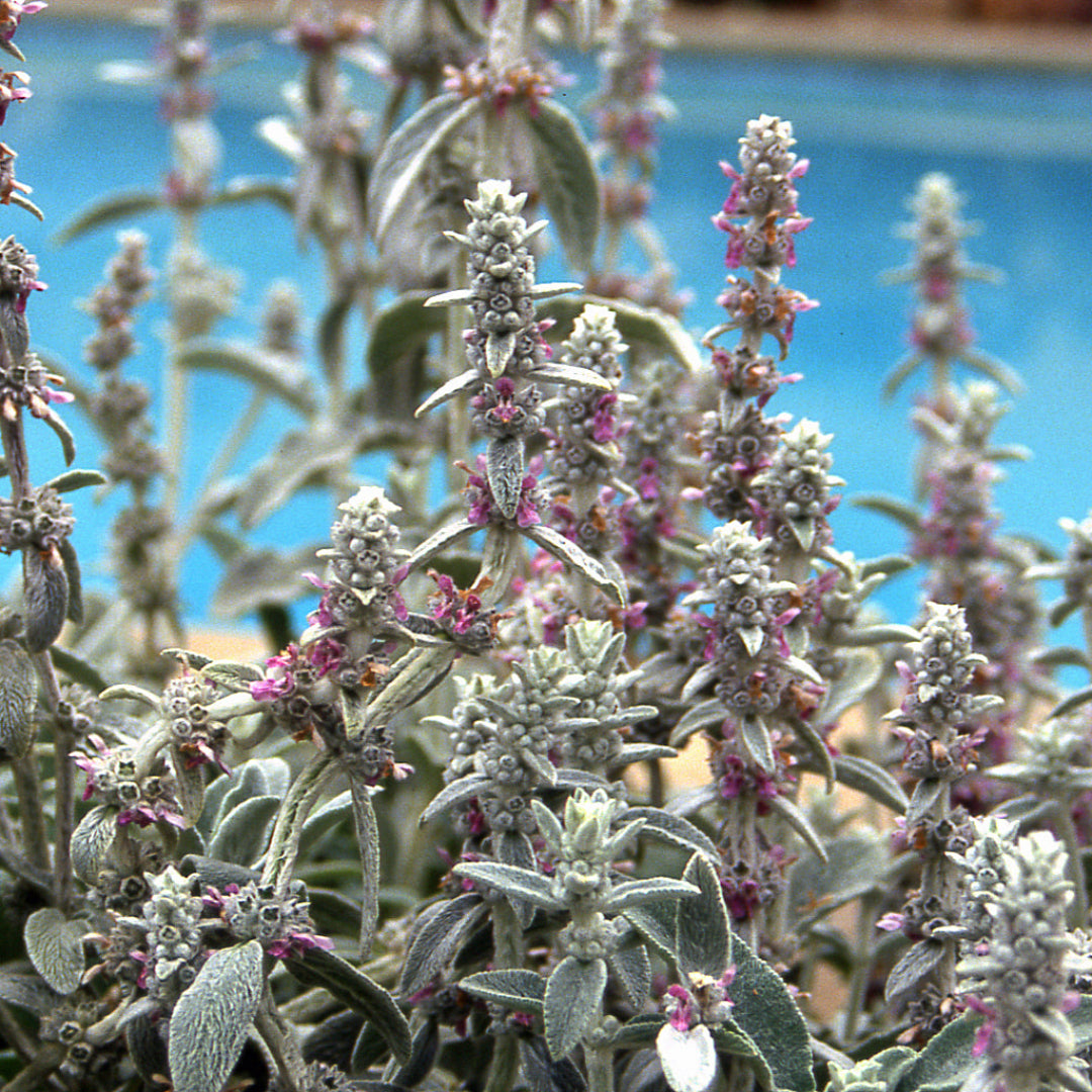 Stachys byzantina &