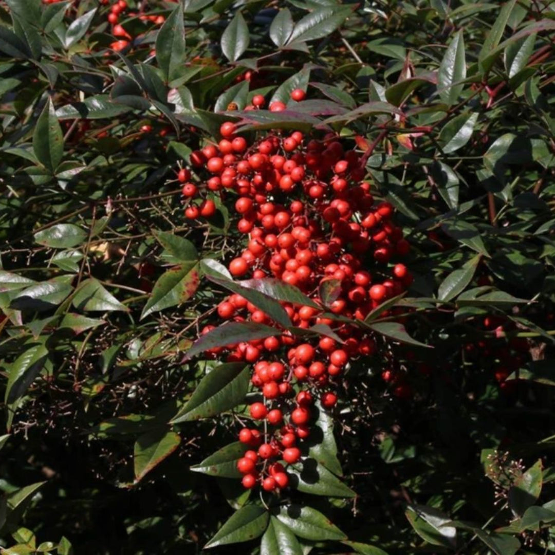 Nandina Harbor Belle