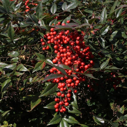 Nandina Harbor Belle