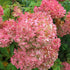 Vanilla Strawberry Hydrangea for Sale Summer Flowering Shrub