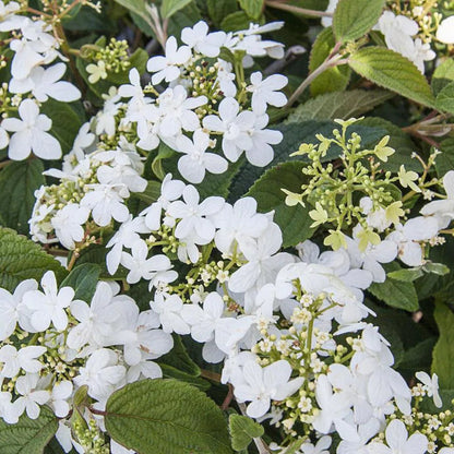 Summer Snowflake Viburnum Shrub