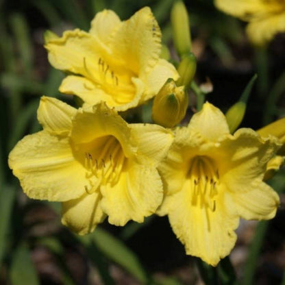 Happy Returns Daylily