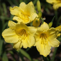 Happy Returns Daylily