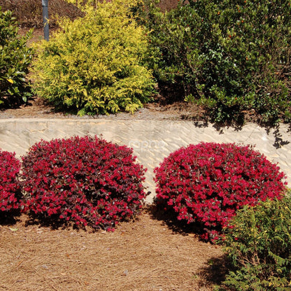 Loropetalum Ever Red