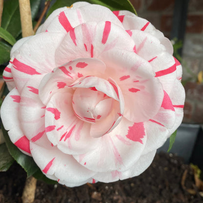 La Peppermint Camellia Japonica