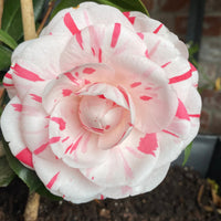 La Peppermint Camellia Shrub in Garden Setting