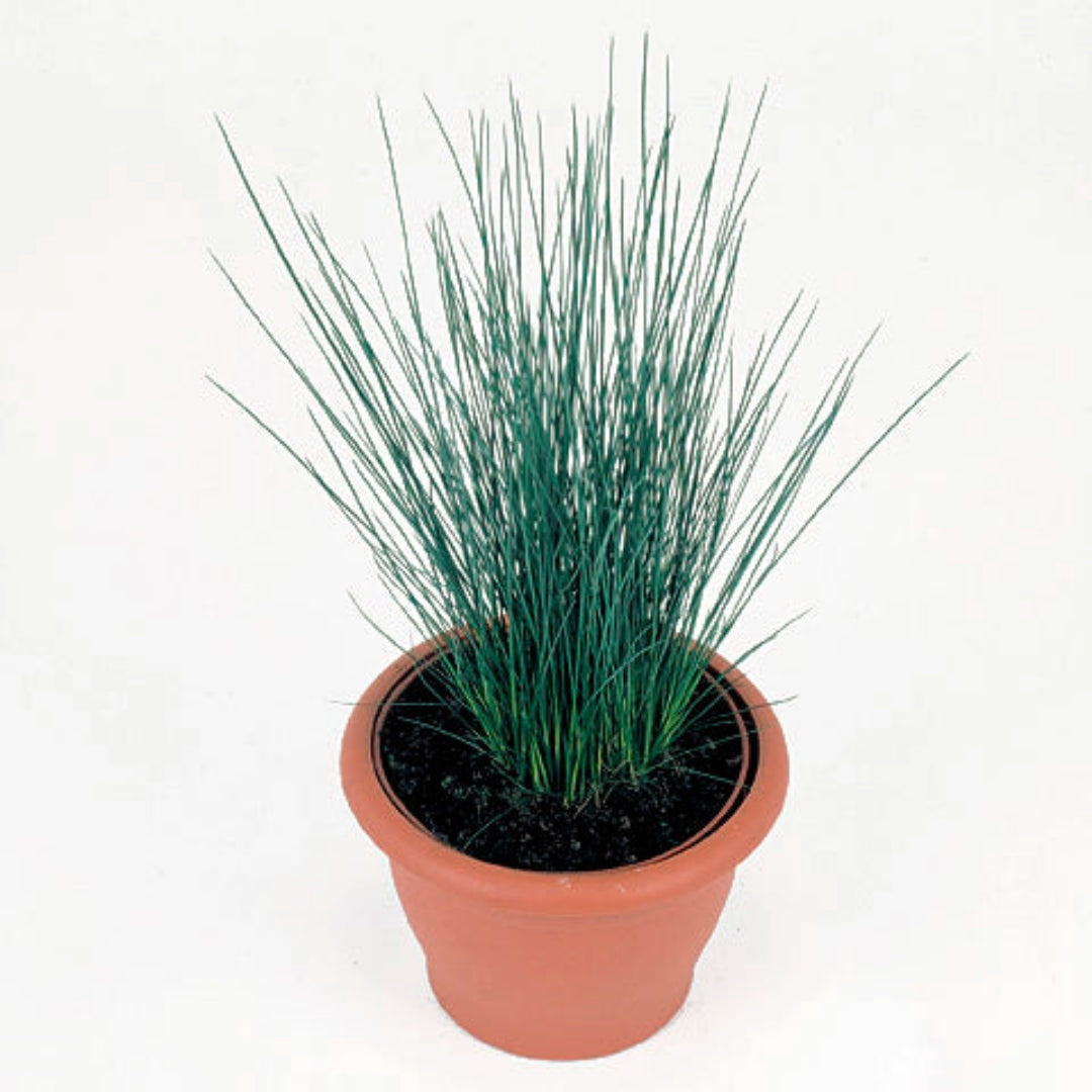 Grass: Juncus tenuis &