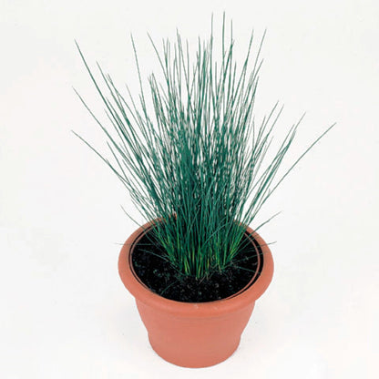 Grass: Juncus tenuis &
