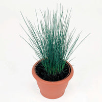 Grass: Juncus tenuis 'Blue Dart' Rush