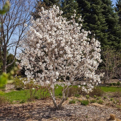 Centennial Blush Magnolia Tree