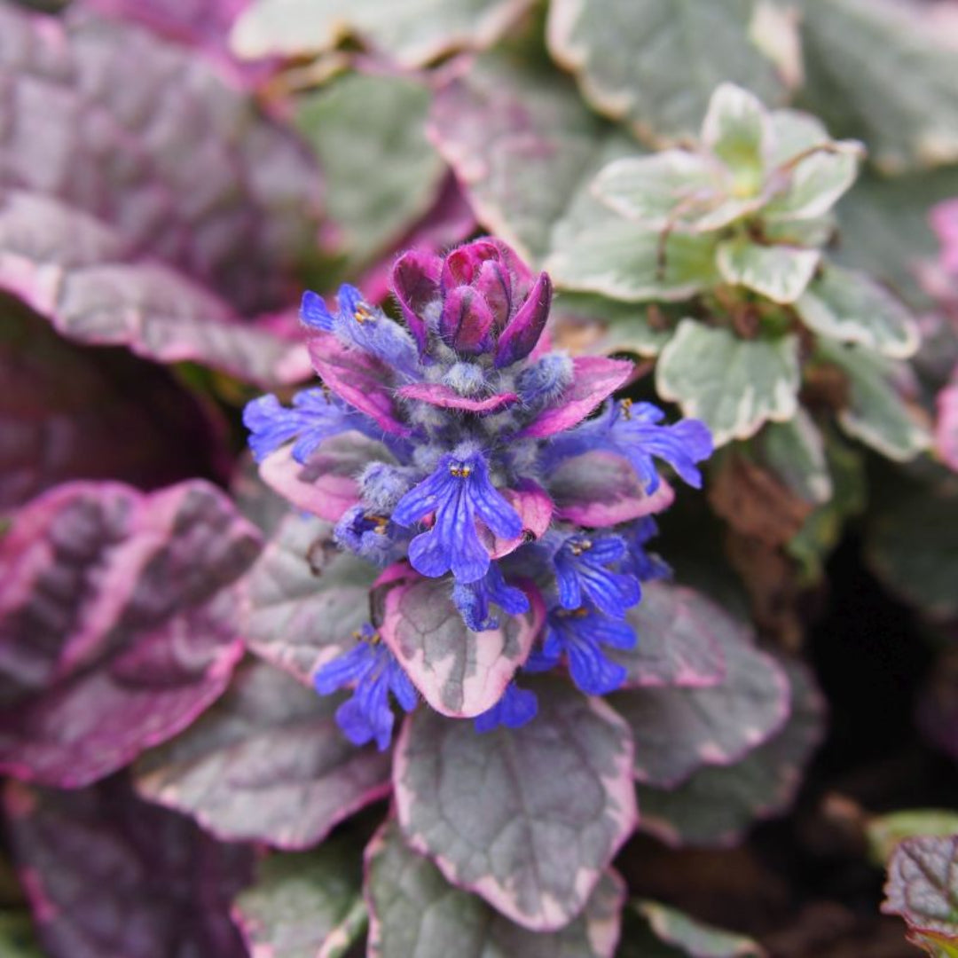 Ajuga reptans &