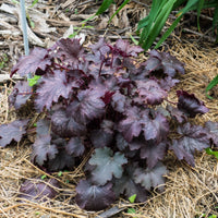 Heuchera 'Amethyst Myst' Coral Bells