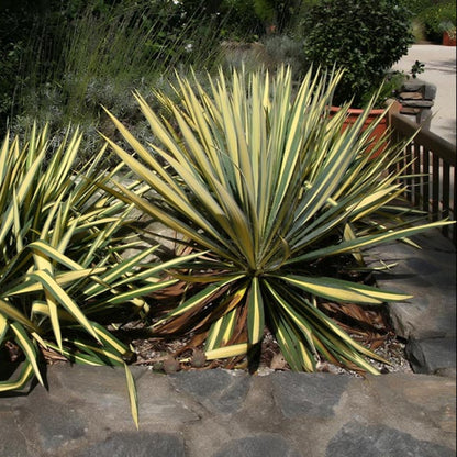 Yucca Color Guard Plant
