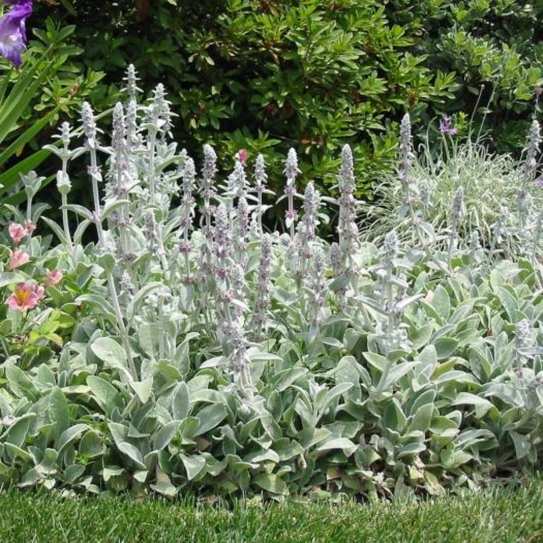 Stachys byzantina &